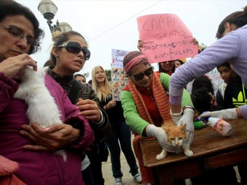 В Перу нажарили праздничных шашлыков из кошек