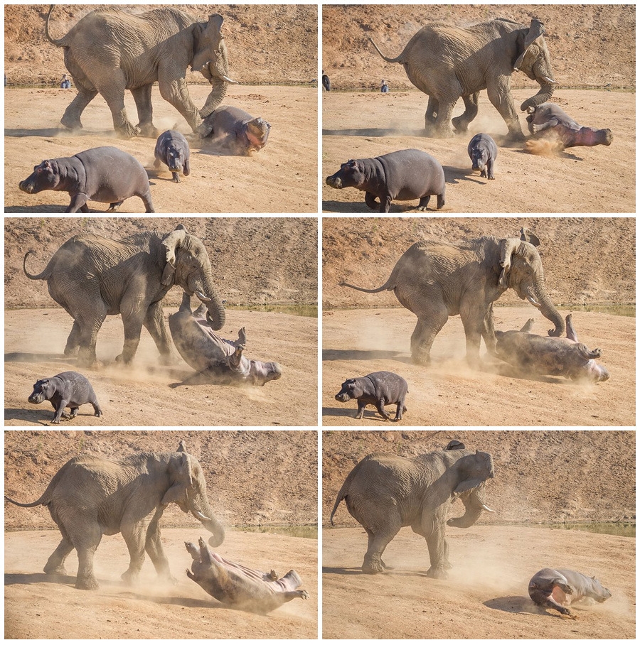 Слон vs бегемоты