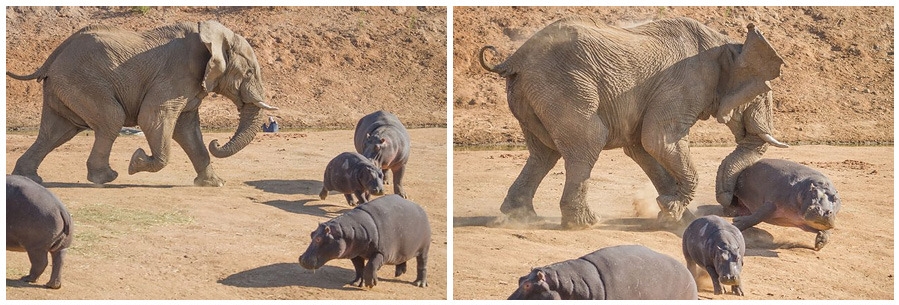 Слон vs бегемоты