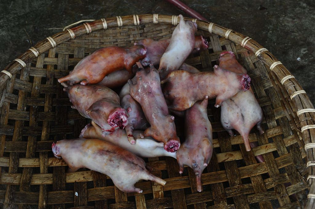 Мясо крыс в пище вьетнамцев