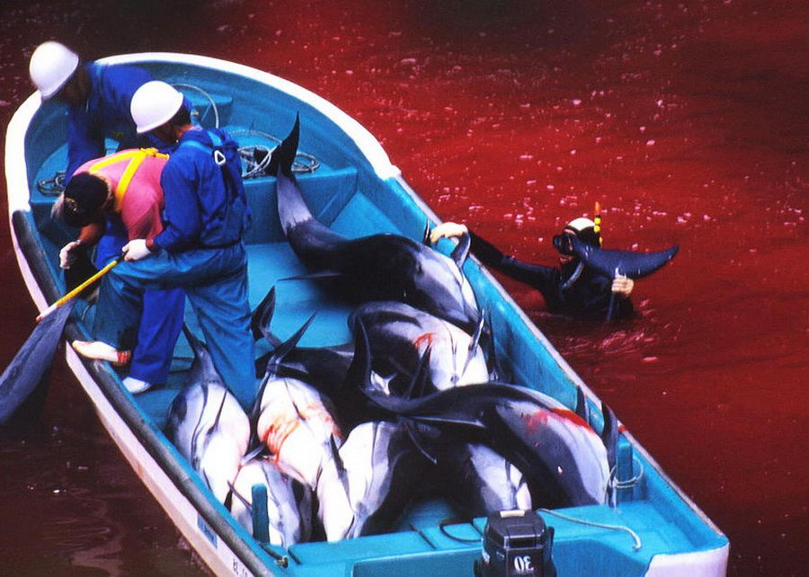 Ежегодное убийство дельфинов в Японии