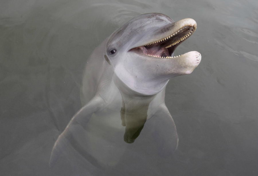 Ежегодное убийство дельфинов в Японии
