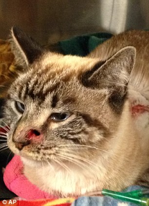 Игра со смертью: Кот выжил после выстрела стрелой в голову