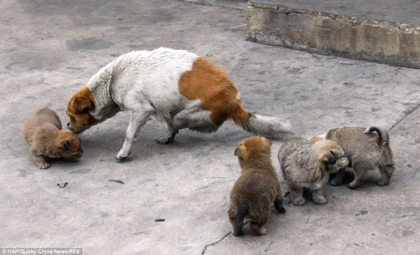 Собака без задних лап стала мамой четырех щенков
