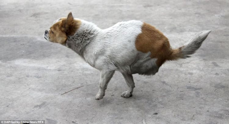 Собака без задних лап стала мамой четырех щенков