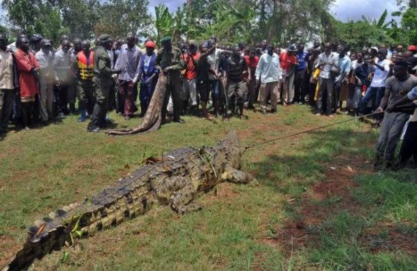 В Уганде выловили крокодила-людоеда