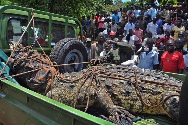 В Уганде выловили крокодила-людоеда