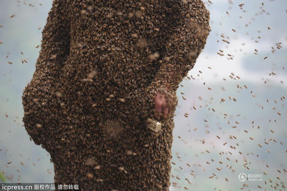 Китайца облепили 460 тысяч пчел