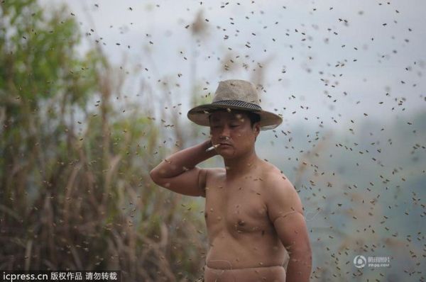 Китайца облепили 460 тысяч пчел