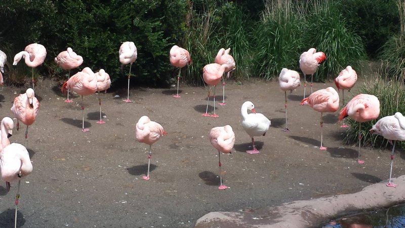 Утка больше месяца живет в колонии фламинго