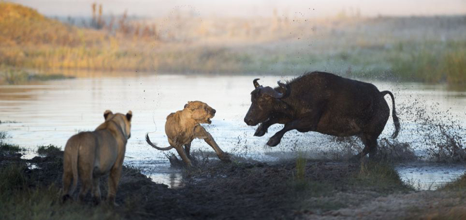 Буйволы отбивают нападение львиц