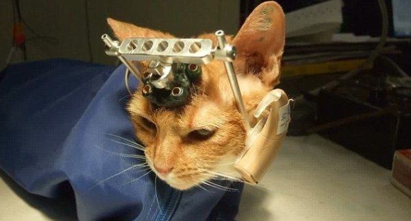 Кот, ставший жертвой экспериментов британских ученых