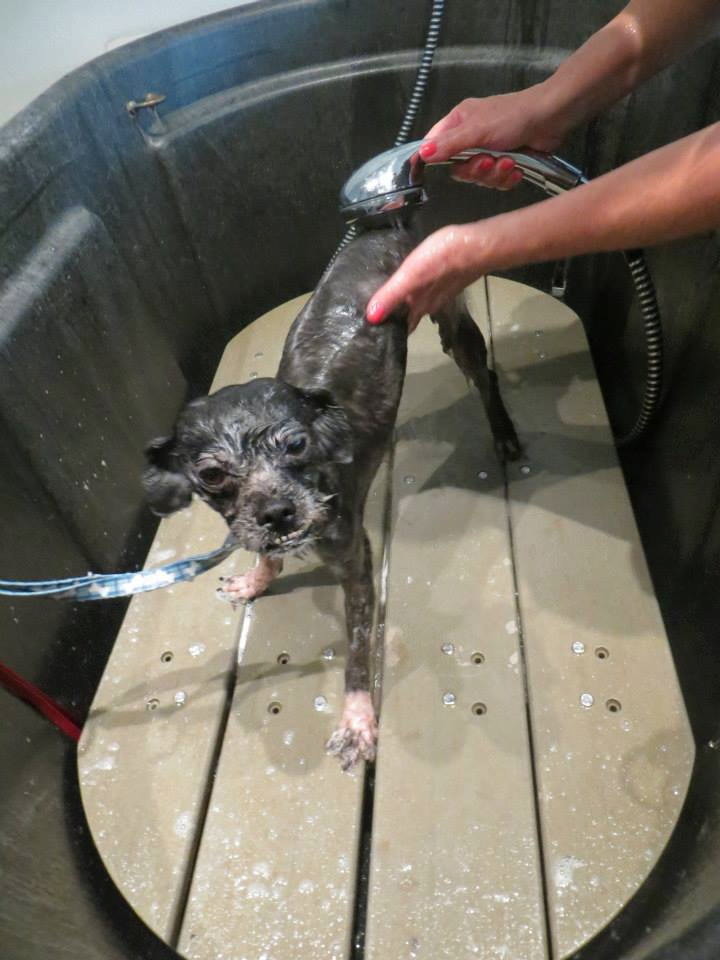 Преображение бездомного пса после посещения парикмахера