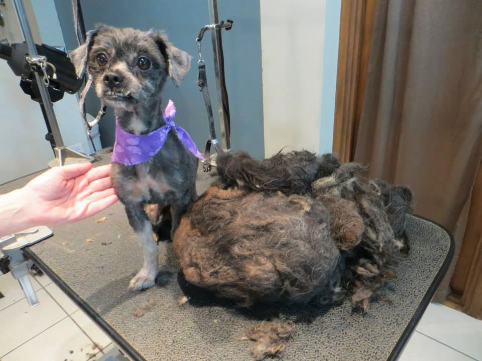 Преображение бездомного пса после посещения парикмахера