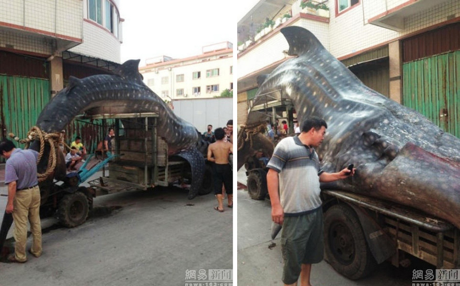 Трофейная рыбалка на побережье Китая