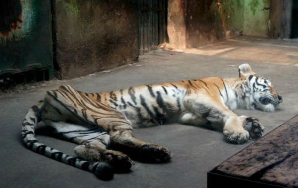 Диете тигра в китайском зоопарке позавидует любая анорексичка