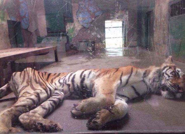 Диете тигра в китайском зоопарке позавидует любая анорексичка