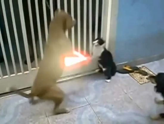 Кота так просто не возьмешь :)