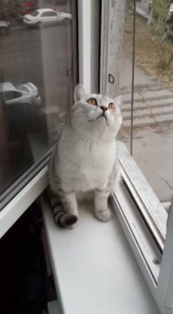 Кот сломался