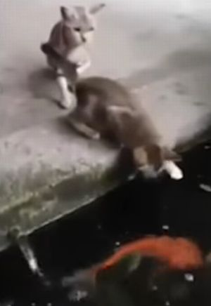 Голодный карп охотится на котят