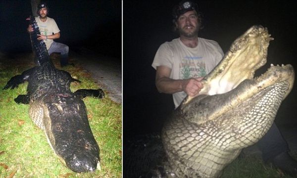 Охотник убил огромного 320-килограммоваго аллигатора