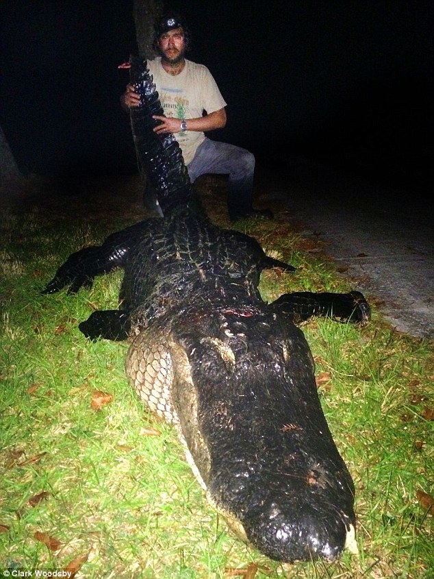 Охотник убил огромного 320-килограммоваго аллигатора