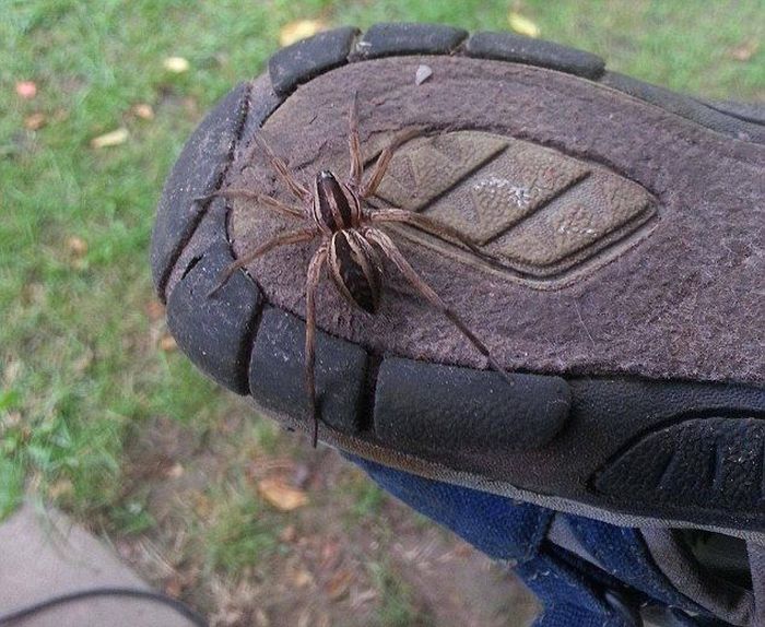 Жители Австралии проверяют обувь, перед тем как её одеть
