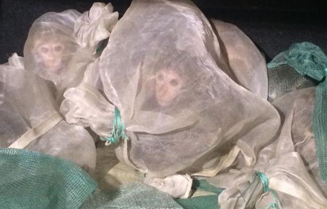 Сорвавшаяся контрабанда 46 живых обезьян