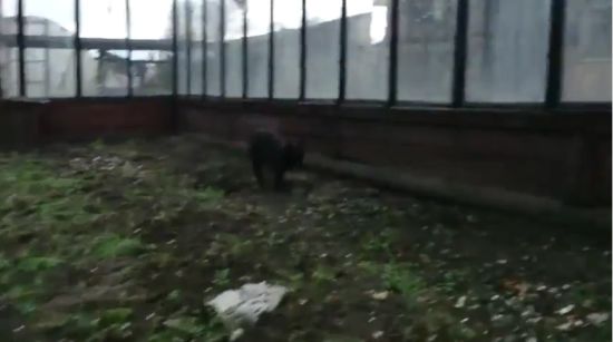 Почуял запах валерьянки?