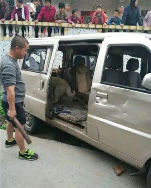 Как в Китае наказывают за кражу собак