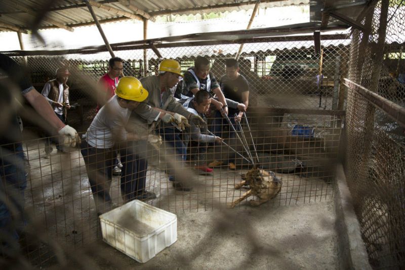 В Китае прикрыли подпольный цех по переработке собак