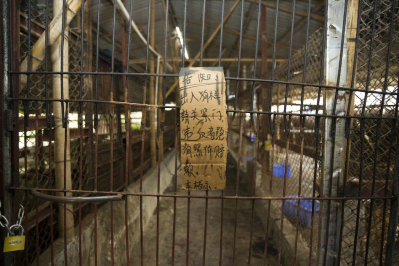 В Китае прикрыли подпольный цех по переработке собак