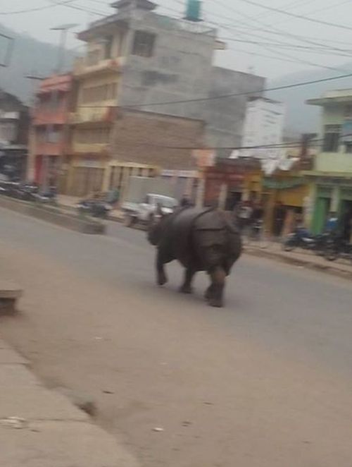 В Непале испуганный носорог убил женщину и ранил 6 человек