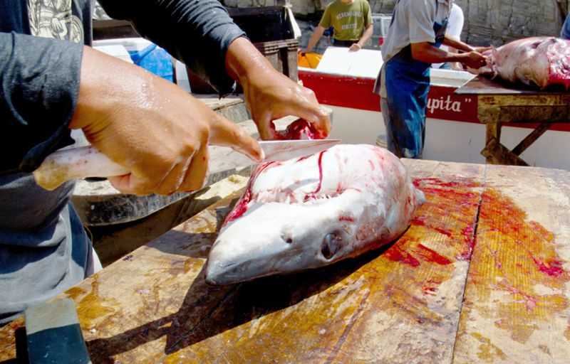 Нелегальный мексиканский бизнес по продаже акульих плавников