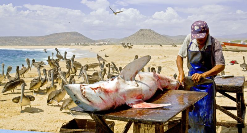 Нелегальный мексиканский бизнес по продаже акульих плавников