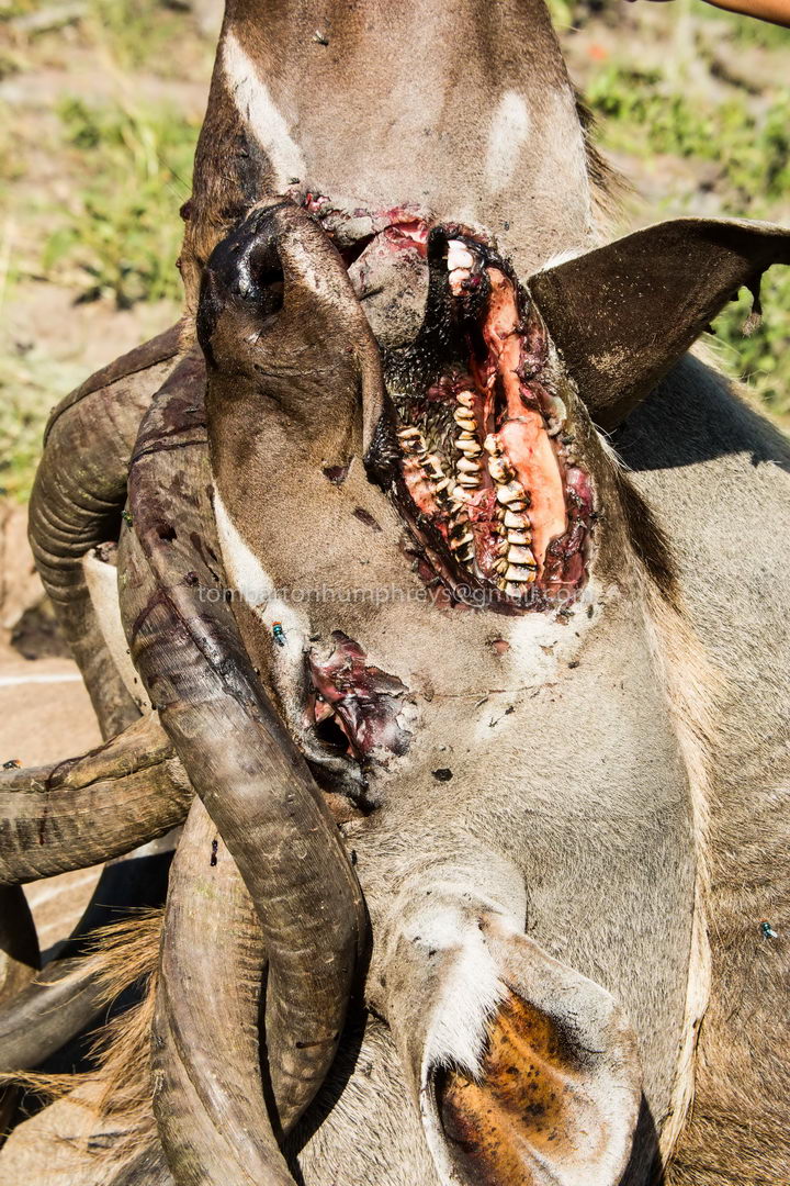 Антилопы куду погибли сцепившись завитыми рогами