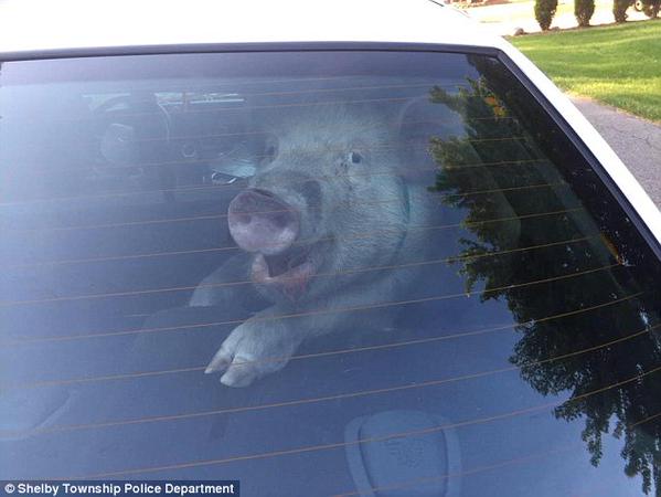 Улыбающаяся свинья обгадила автомобиль американским полицейским