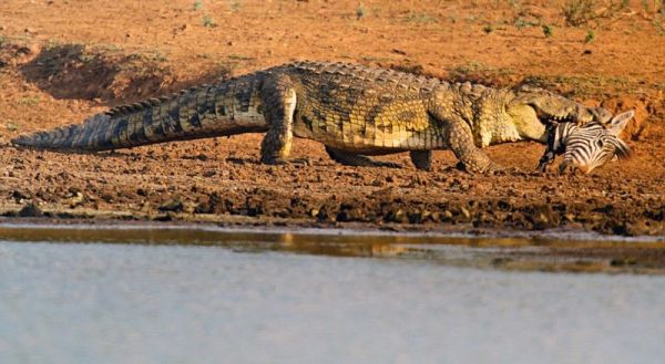 Крокодил с оторванной головой зебры спустился к бегемотам на обед