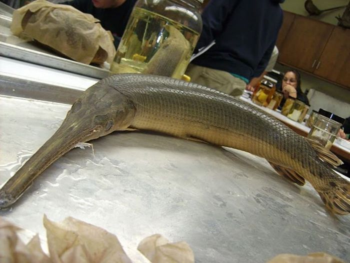 Доисторическая рыба с головой крокодила