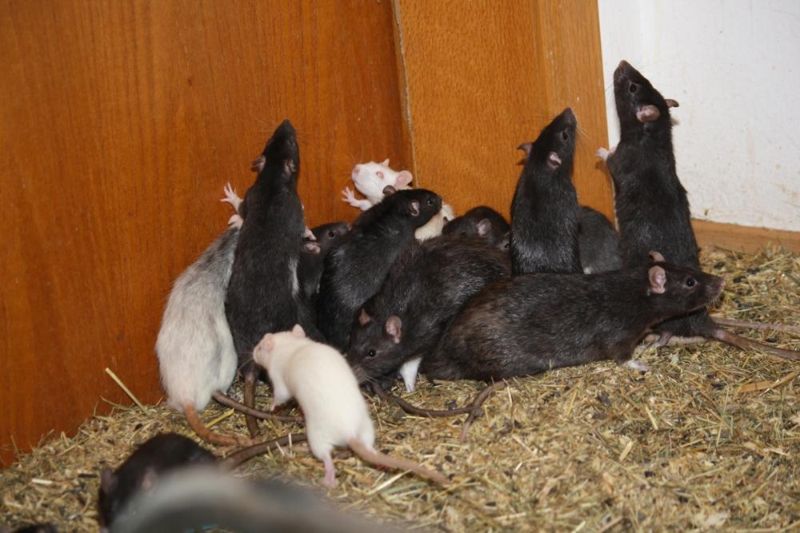 Любитель животных делил двухкомнатную квартиру с тремя сотнями крыс