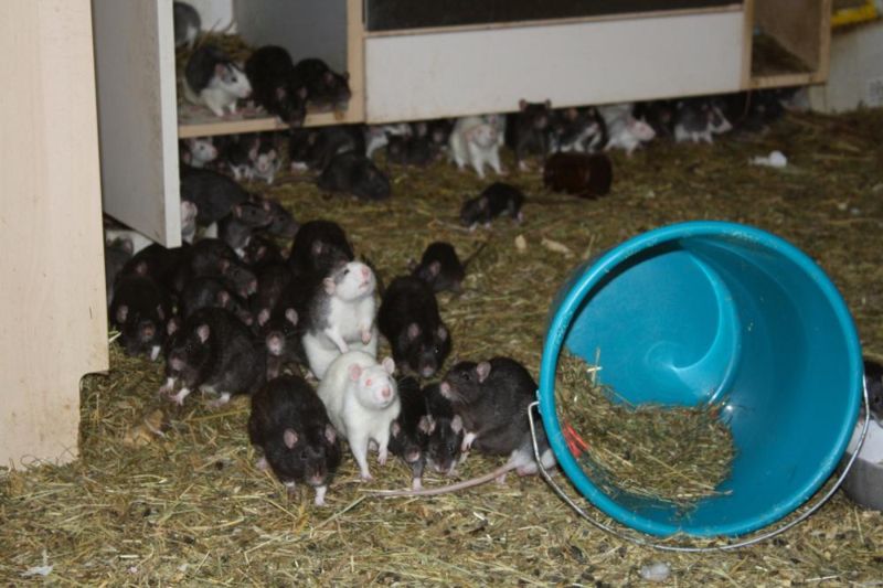 Любитель животных делил двухкомнатную квартиру с тремя сотнями крыс