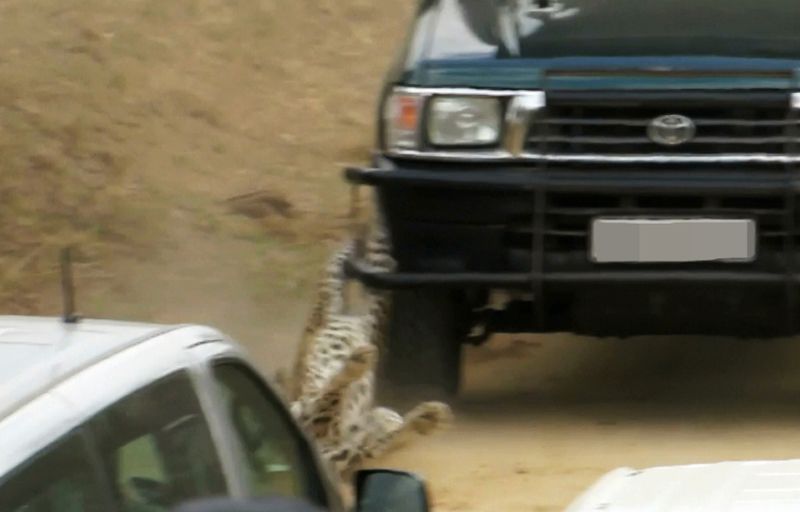 Леопард напал на сафари-гида
