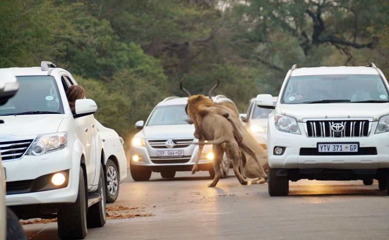 Львы порвали антилопу прямо на проезжей части