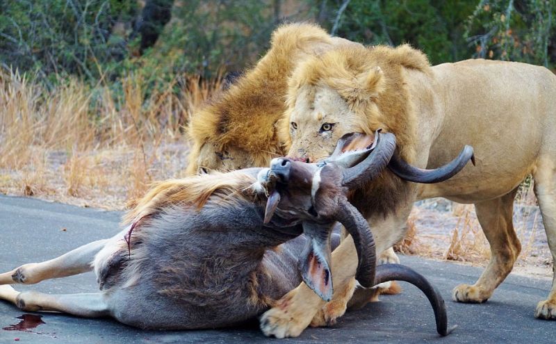 Львы порвали антилопу прямо на проезжей части