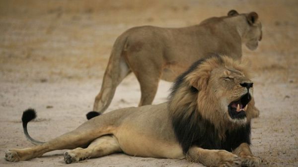 Дантист-браконьер застрелил самого красивого льва Зимбабве