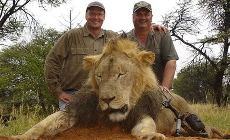 Дантист-браконьер застрелил самого красивого льва Зимбабве