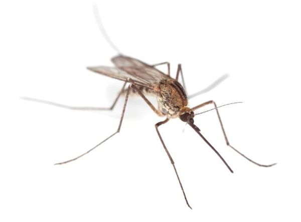 Зуд и покраснение - самая безобидная реакция на комариные укусы