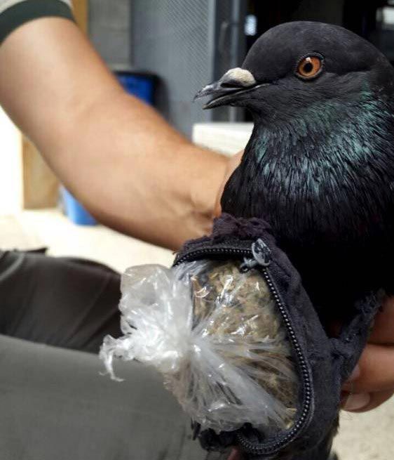 В Коста-Рике голубь-наркоторговец пытался доставить марихуану и кокаин в тюрьму