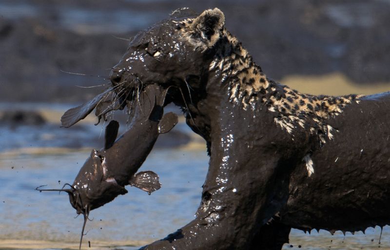 Как леопард рыбачил в луже грязи