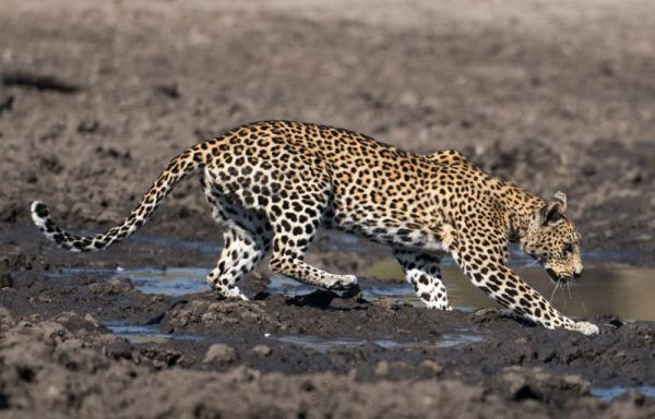 Как леопард рыбачил в луже грязи